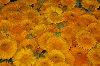 calendula
