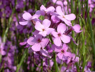 hesperis