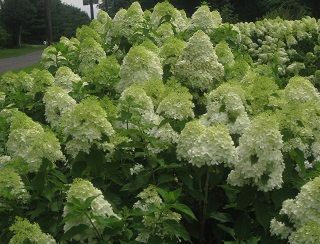 hydrangea