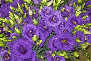 lisianthus