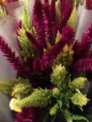 wheat celosia