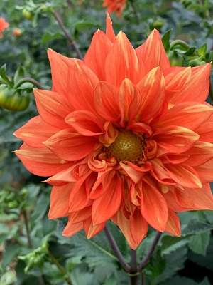 large gallery image 49